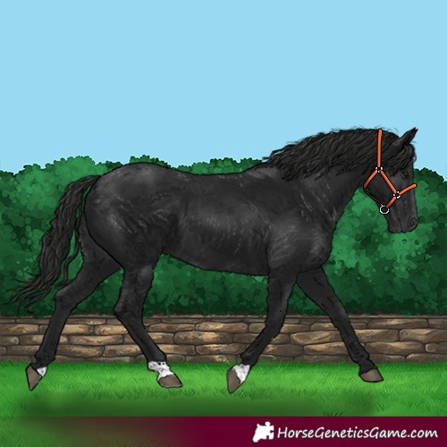 Horse Color:Gray Black 