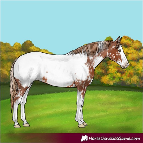 Horse Color:White Spotted Chestnut Splash Appaloosa 