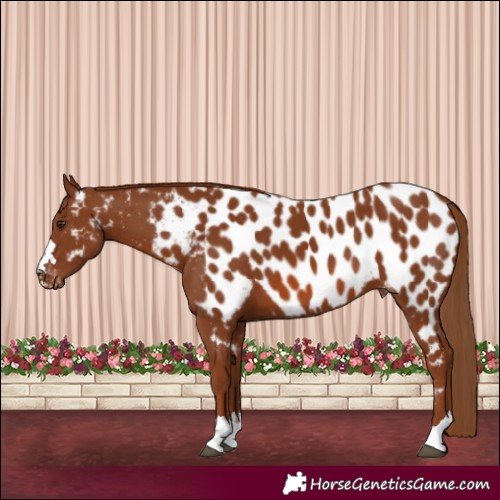 Horse Color:Chestnut Near Leopard 