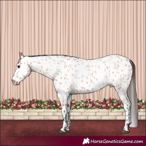 Horse Color:Bay Roan Leopard 