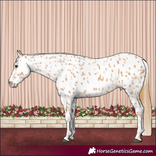 Horse Color:Chestnut Leopard 