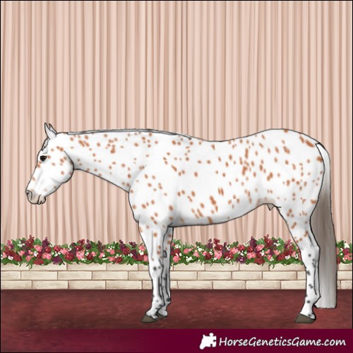 Horse Color:Bay Leopard 