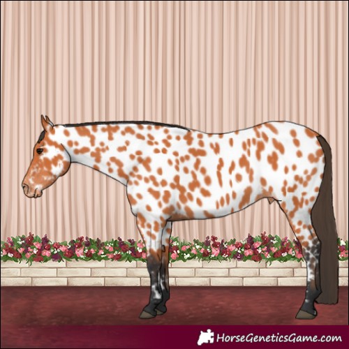 Horse Color:Bay Near Leopard 