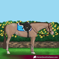 Horse Color:Classic Champagne