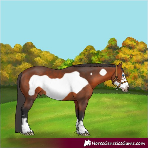 Horse Color:Bay Frame