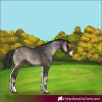 Horse Color:Blue Onyx Tobiano