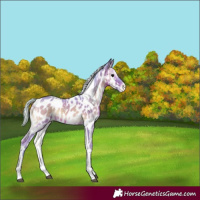 Horse Color:Watercolor Silver Bay Onyx Tobiano Appaloosa 