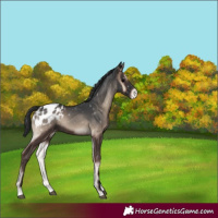 Horse Color:Blue Onyx Tobiano Blanket 