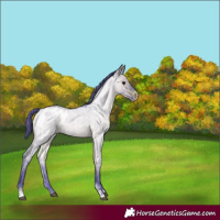 Horse Color:Watercolor Brown Roan Dun Tobiano Appaloosa 