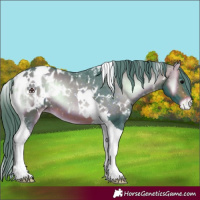 Horse Color:Watercolor White Spotted Brown Onyx Tobiano Blanket 