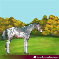 Horse Color:Watercolor White Spotted Brown Onyx Tobiano Appaloosa 
