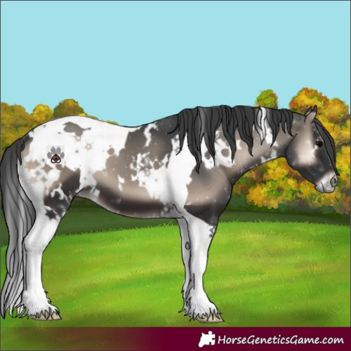 Horse Color:White Spotted Blue Onyx Tobiano 
