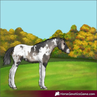Horse Color:White Spotted Blue Onyx Tobiano