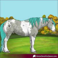 Horse Color:Watercolor White Spotted Grullo Ice Tobiano Appaloosa 