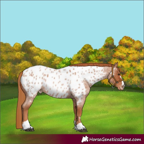 Horse Color:Red Roan Near Leopard