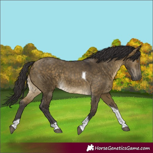 Horse Color:Buckskin Dun Tobiano