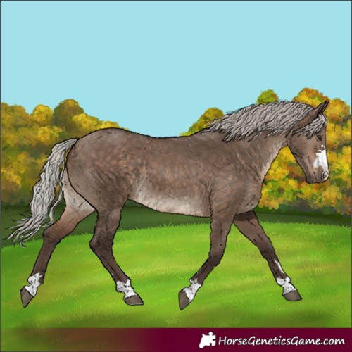 Horse Color:Silver Brown Dun 