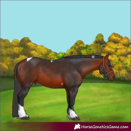 Horse Color:Bay Tobiano Rabicano