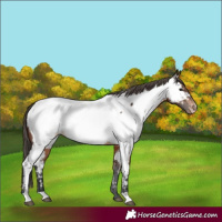 Horse Color:Brown Appaloosa Rabicano 