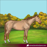 Horse Color:Red Dun 