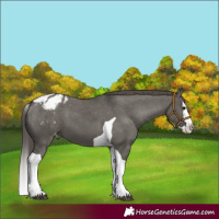 Horse Color:Grullo Splash Tobiano Blanket