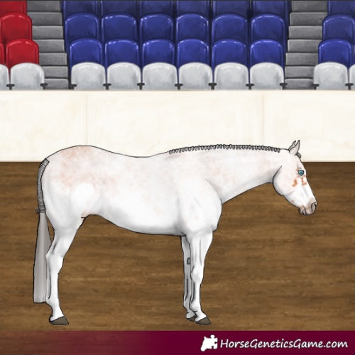 Horse Color:White Spotted Bay Frame 