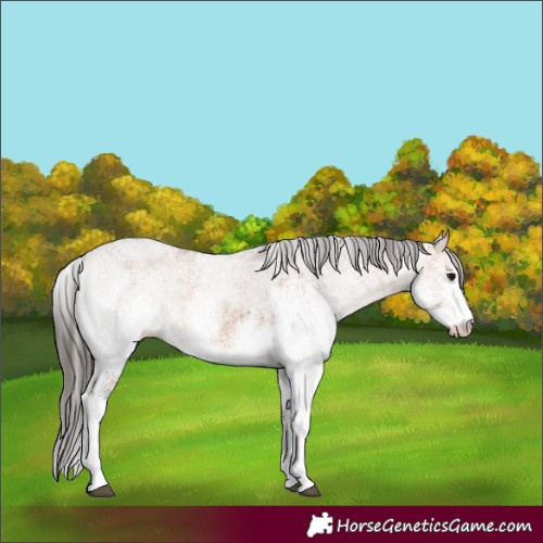 Horse Color:White Spotted Bay 