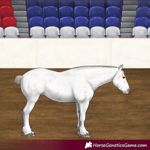 Horse Color:White Spotted Bay 