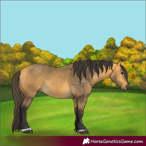 Horse Color:Buckskin