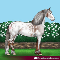 Horse Color:Gray White Spotted Chestnut Frame Appaloosa 