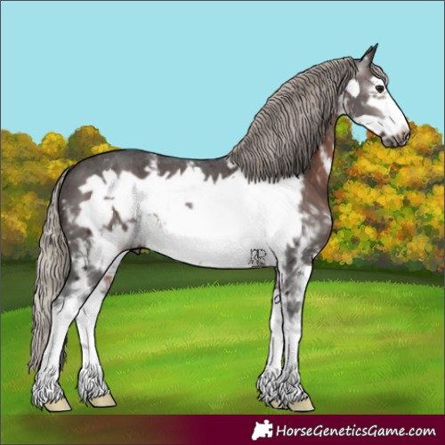 Horse Color:Gray Silver Brown Sabino Frame 