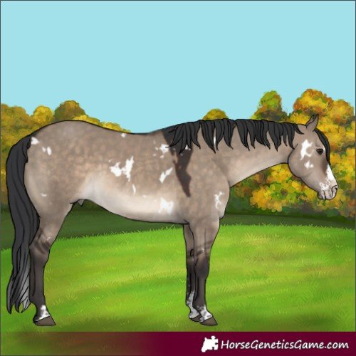 Horse Color:White Spotted Brown Dun Sabino Splash Rabicano 
