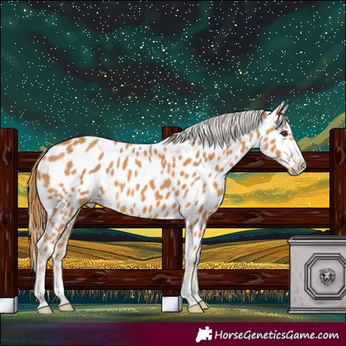Horse Color:Chestnut Appaloosa 