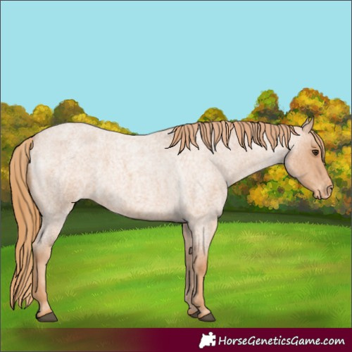 Horse Color:Red Roan Appaloosa 