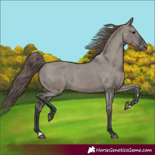 Horse Color:Grullo Appaloosa 