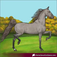 Horse Color:Grullo Appaloosa 