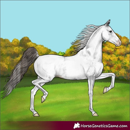 Horse Color:White Spotted Smoky Black Appaloosa Rabicano 