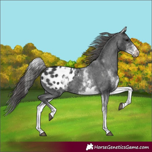 Horse Color:White Spotted Black Appaloosa 