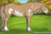 Horse Color:Palomino Frame 
