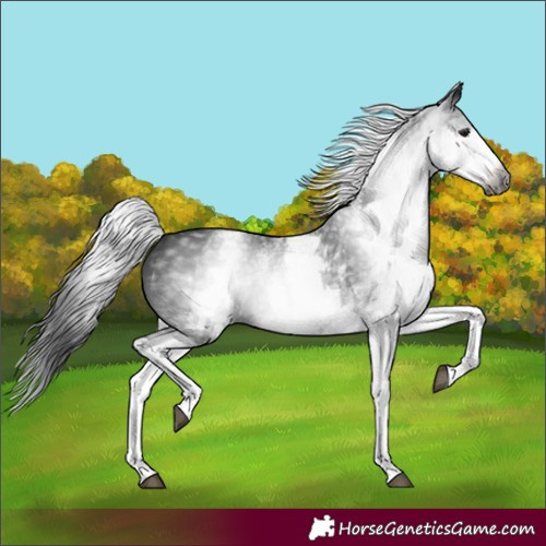 Horse Color:Gray White Spotted Black 