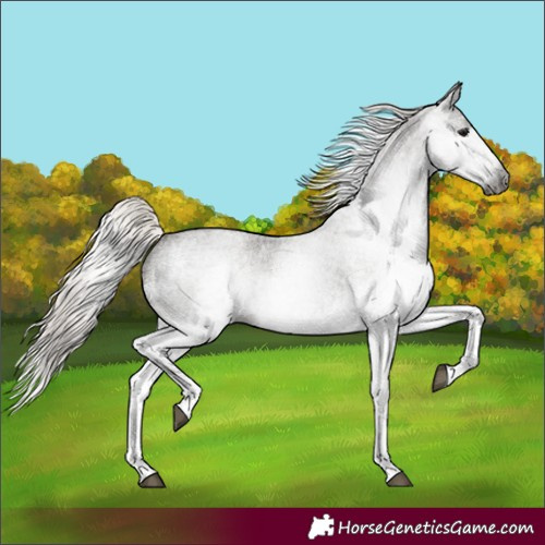 Horse Color:Gray White Spotted Silver Blue Roan 