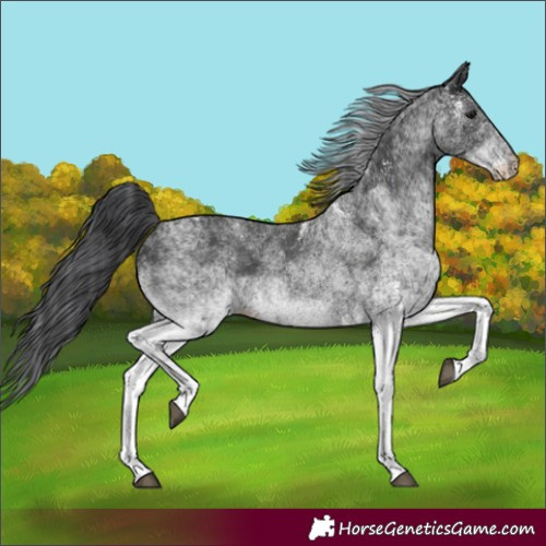 Horse Color:White Spotted Black 