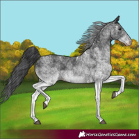 Horse Color:White Spotted Black