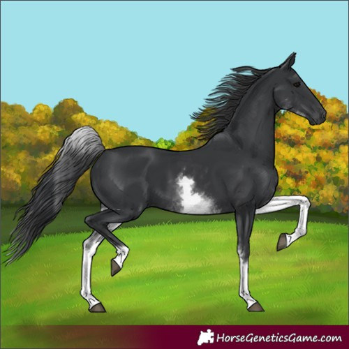 Horse Color:White Spotted Black 