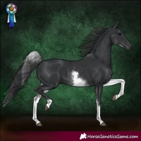 Horse Color:White Spotted Black
