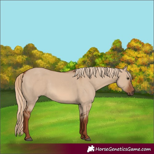 Horse Color:Red Dun 