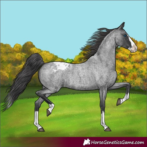 Horse Color:Blue Roan Splash Blanket Rabicano 