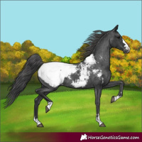 Horse Color:Black Snowcap Rabicano 