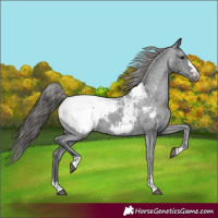 Horse Color:Black Appaloosa Rabicano