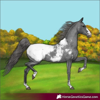 Horse Color:Black Appaloosa Rabicano 